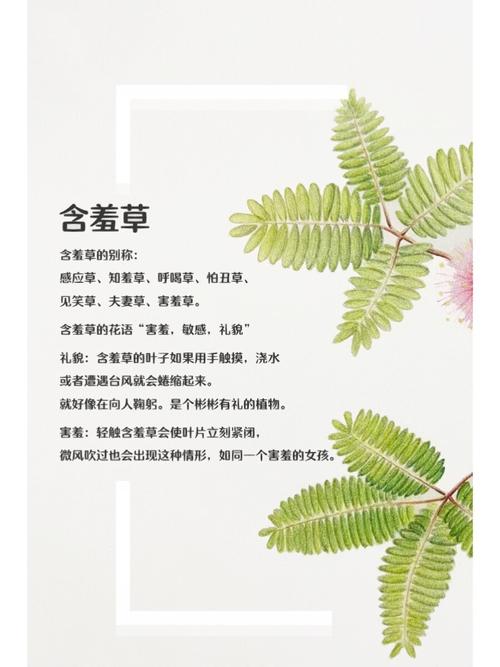 亚洲少妇一区二区在线：高清观看资源推荐，热门专区精选，私密观影体验